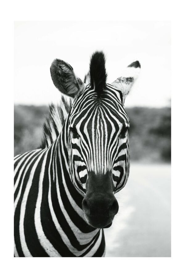 Melnbalta zebra – foto uz alumīnija