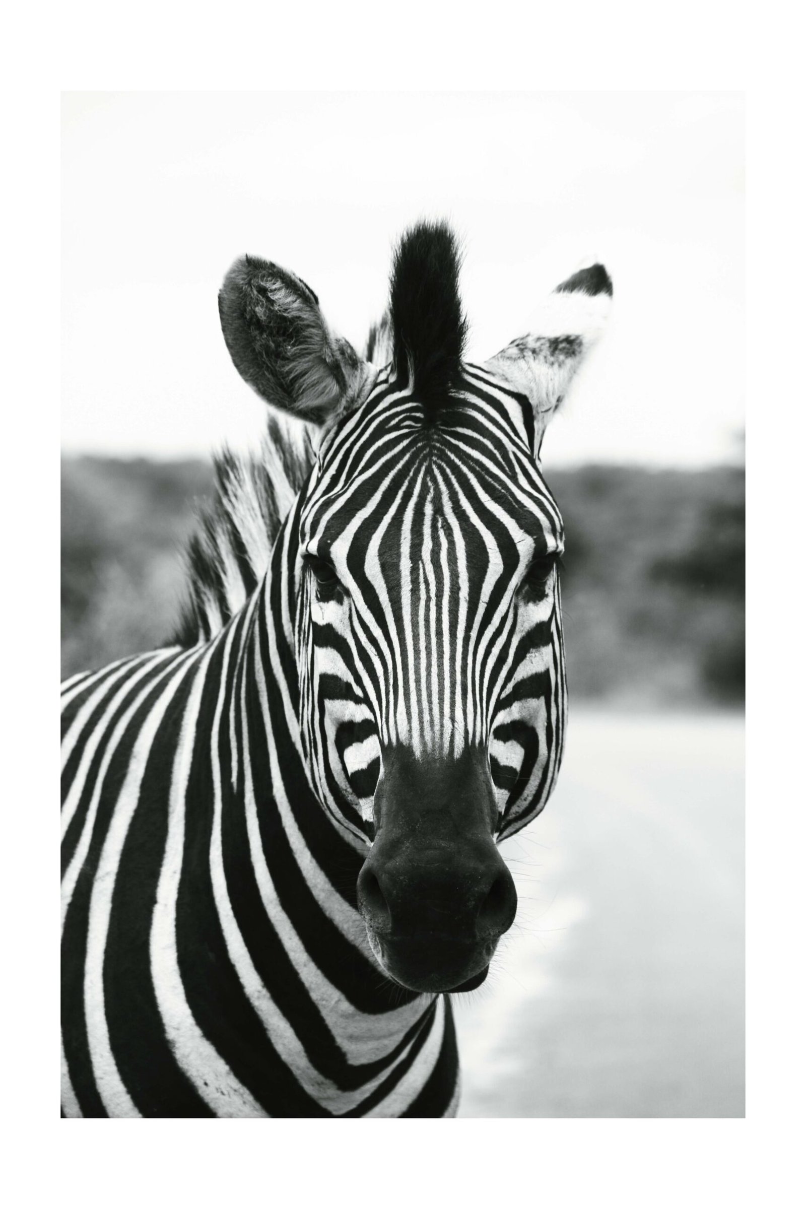 Melnbalta zebra – foto uz alumīnija