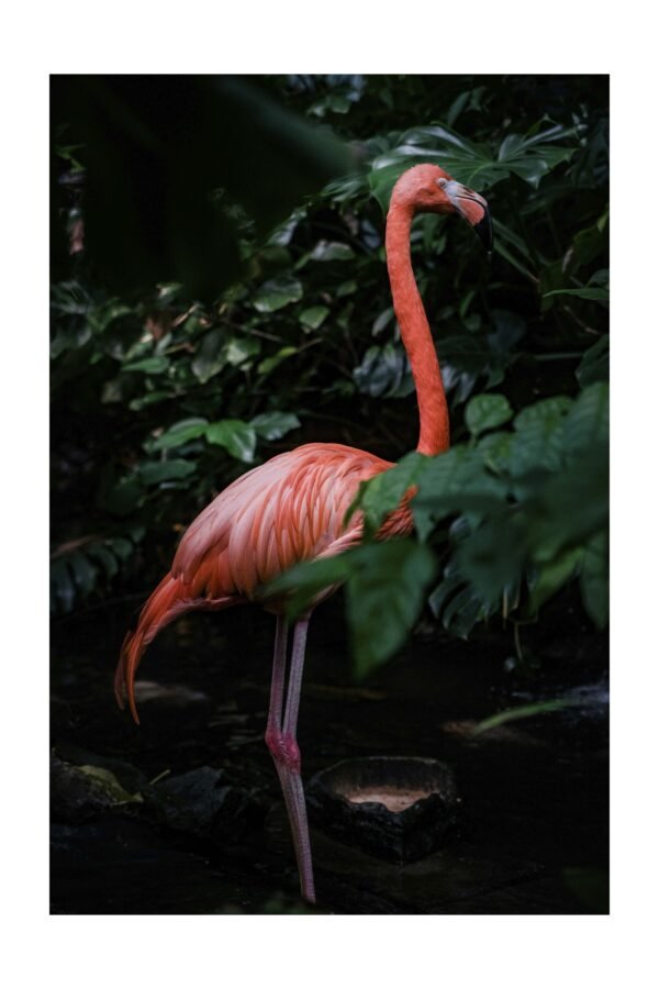 Flamingo tumsā – foto uz alumīnija