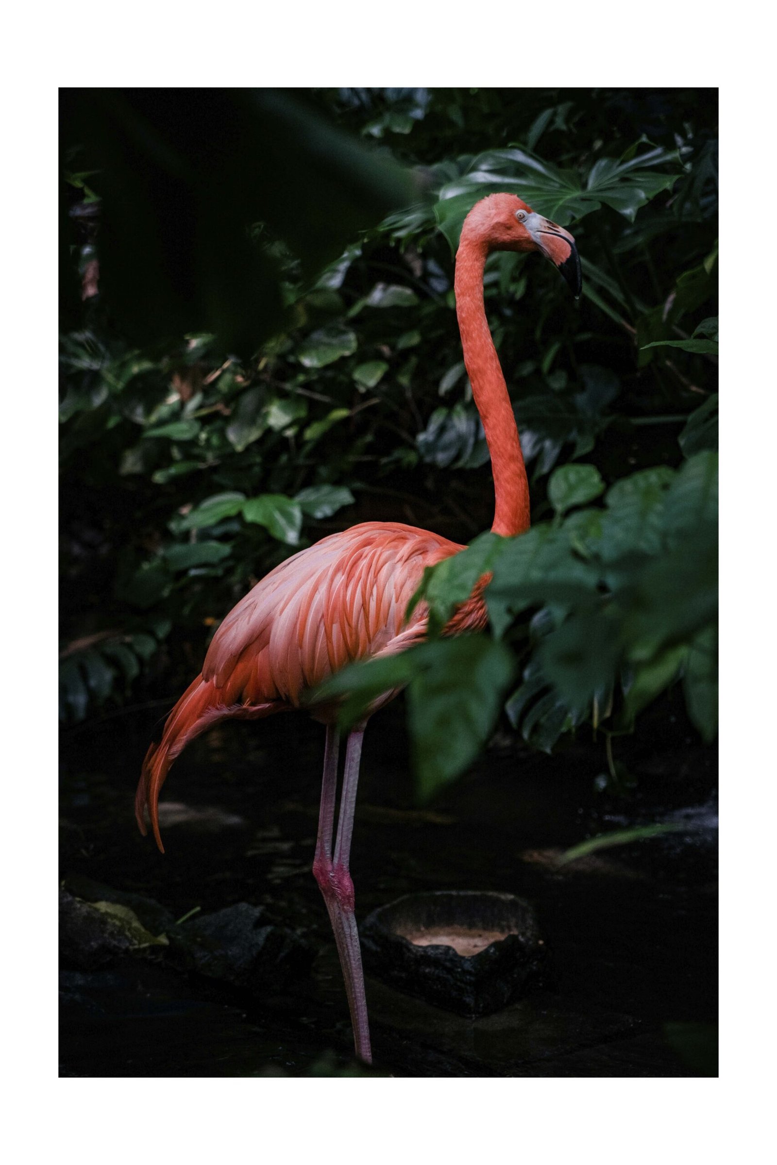 Flamingo tumsā – foto uz alumīnija