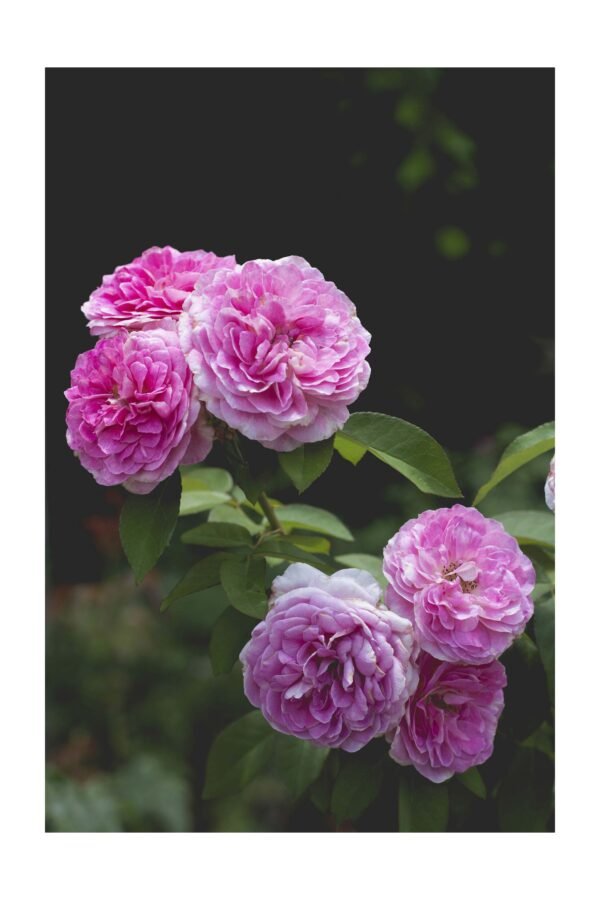 Gallica Rose – foto uz alumīnija