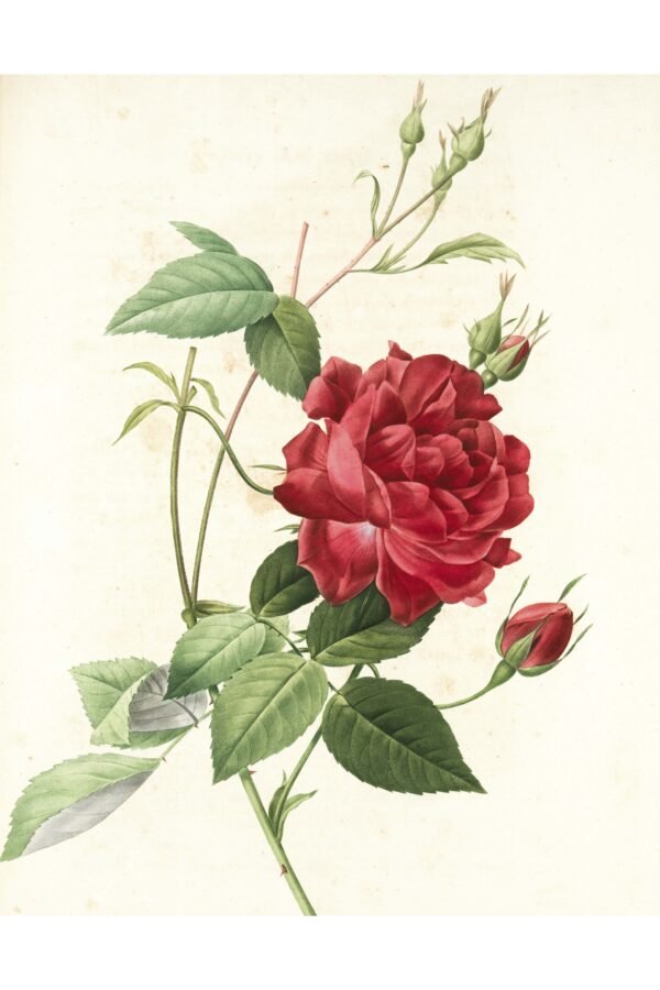 Vintage rozes ilustrācija – foto uz alumīnija