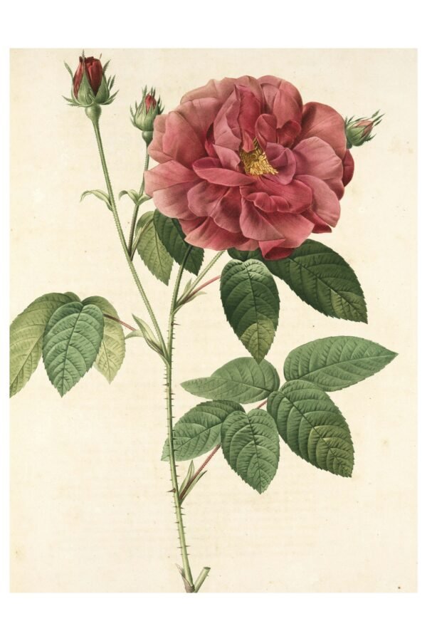 Rosa gallica ilustrācija – foto uz alumīnija